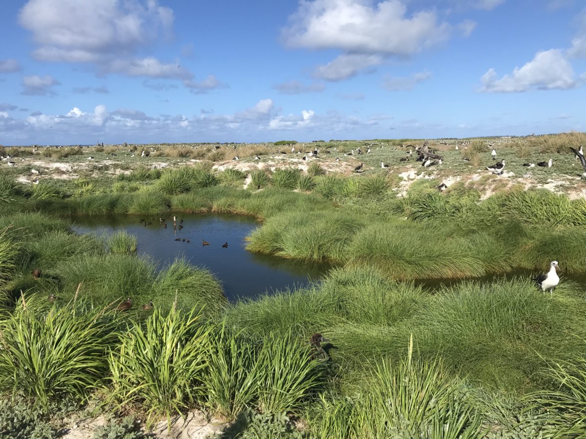 Pihemanu Kuaihelani makaloa project